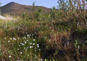 Eriophorum scheuchzeri